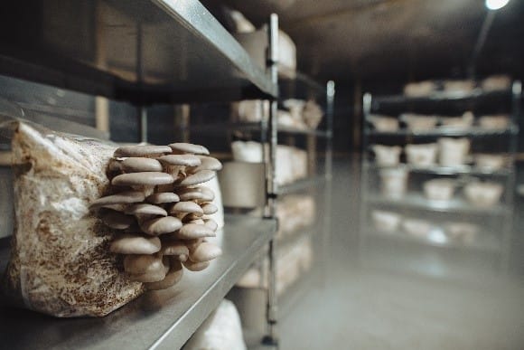 Plymouth City Farmhouse