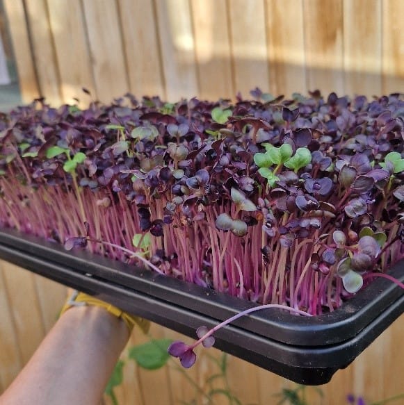 Nell’s Urban Greens