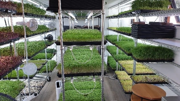 Nell’s Urban Greens